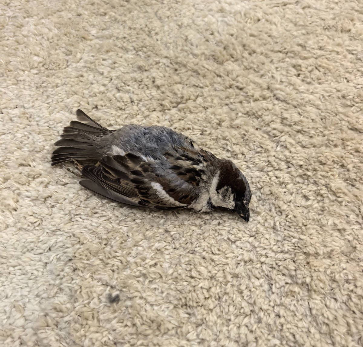 фурия tweet media