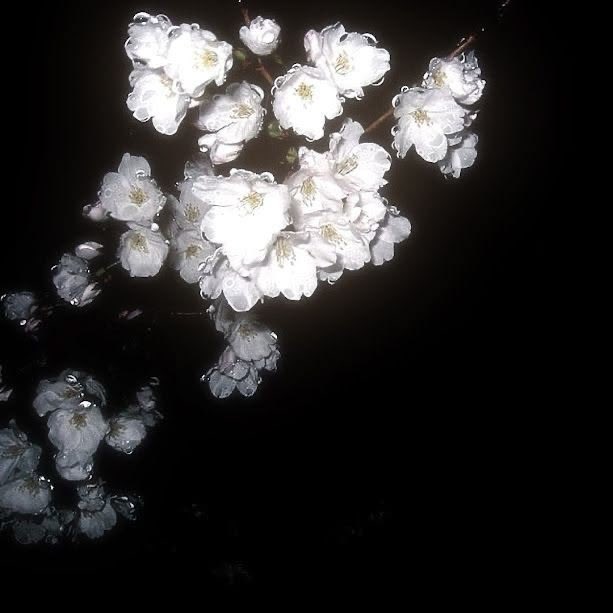 psyopup's tweet image. ｡ﾟﾟ･｡･ﾟﾟ｡ 
ﾟ。 psy’s intro!! 𐔌՞ ܸ.ˬ.ܸ՞𐦯 #edtwt
　ﾟ･｡･ﾟ
 .✦ ݁˖  9teen ❀ she/her
 ⤷ ゛cw : 44  ugw : 40 ˎˊ˗
 
⋮ ⌗ ┆ I got banned ⋮ ⌗ ┆
 ☆ looking for mooties ☆

≽^• ˕ • ྀི≼ #anatwt  #ed #shedtwt