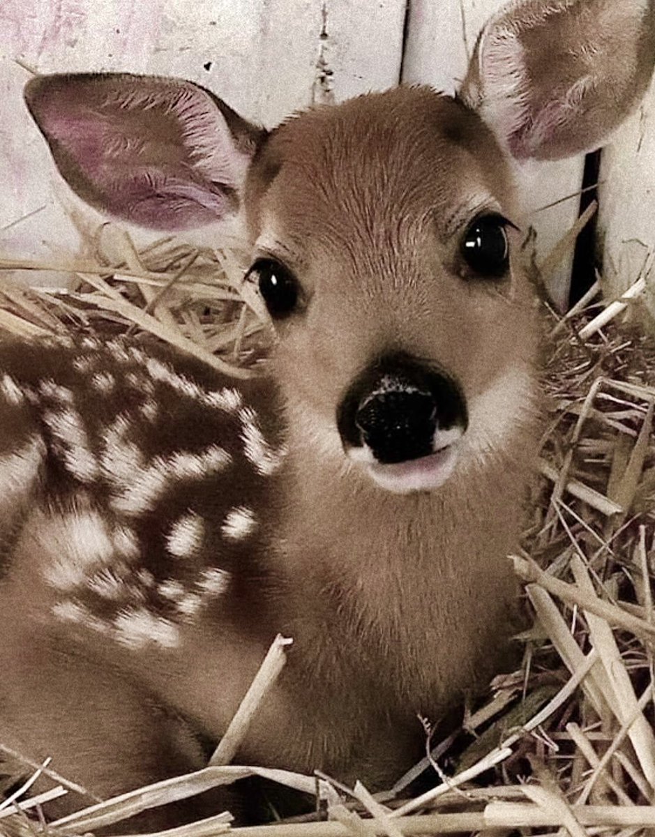 𝜗ৎ bells tweet media