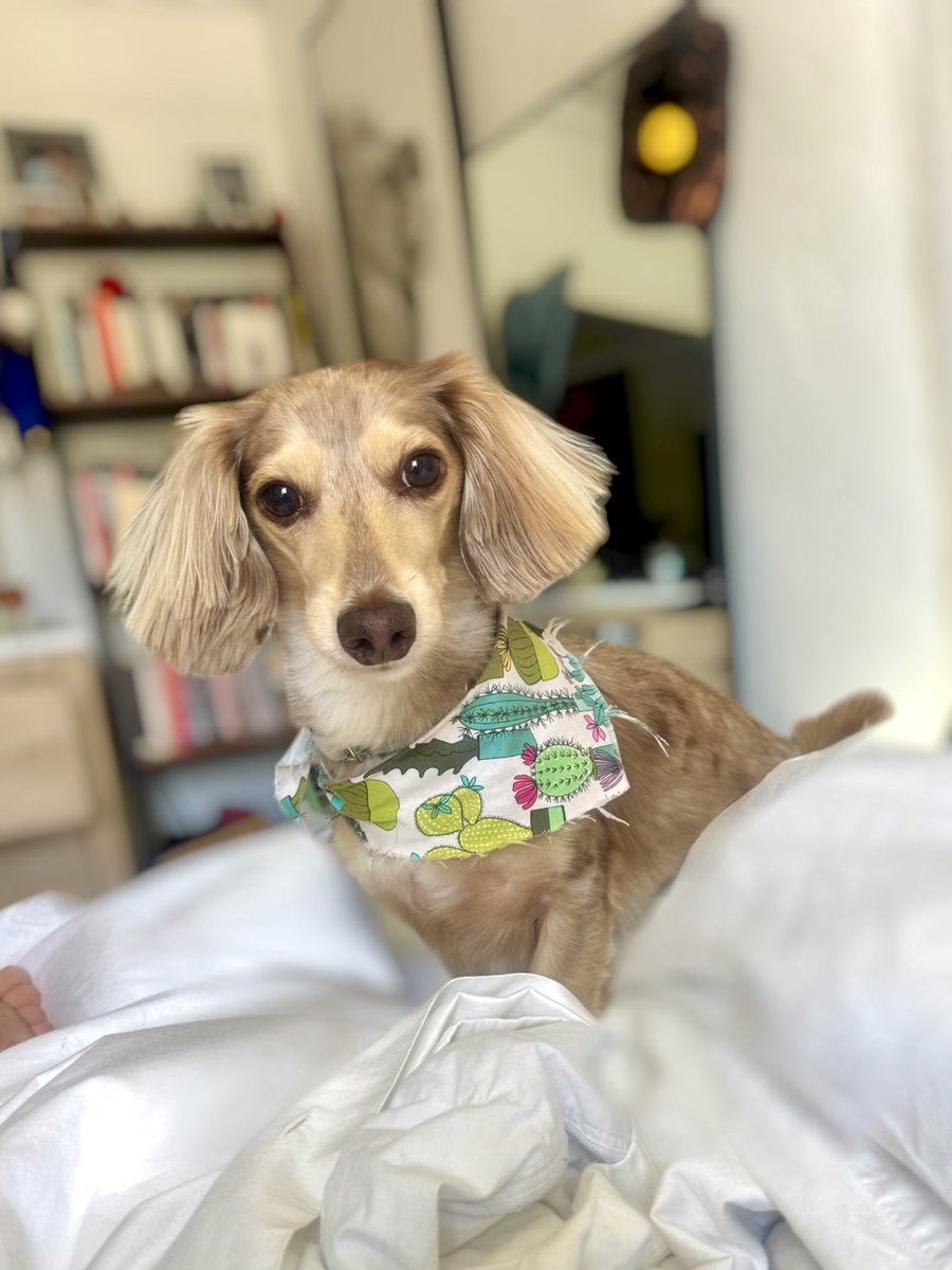 Bratty Bailey tweet media