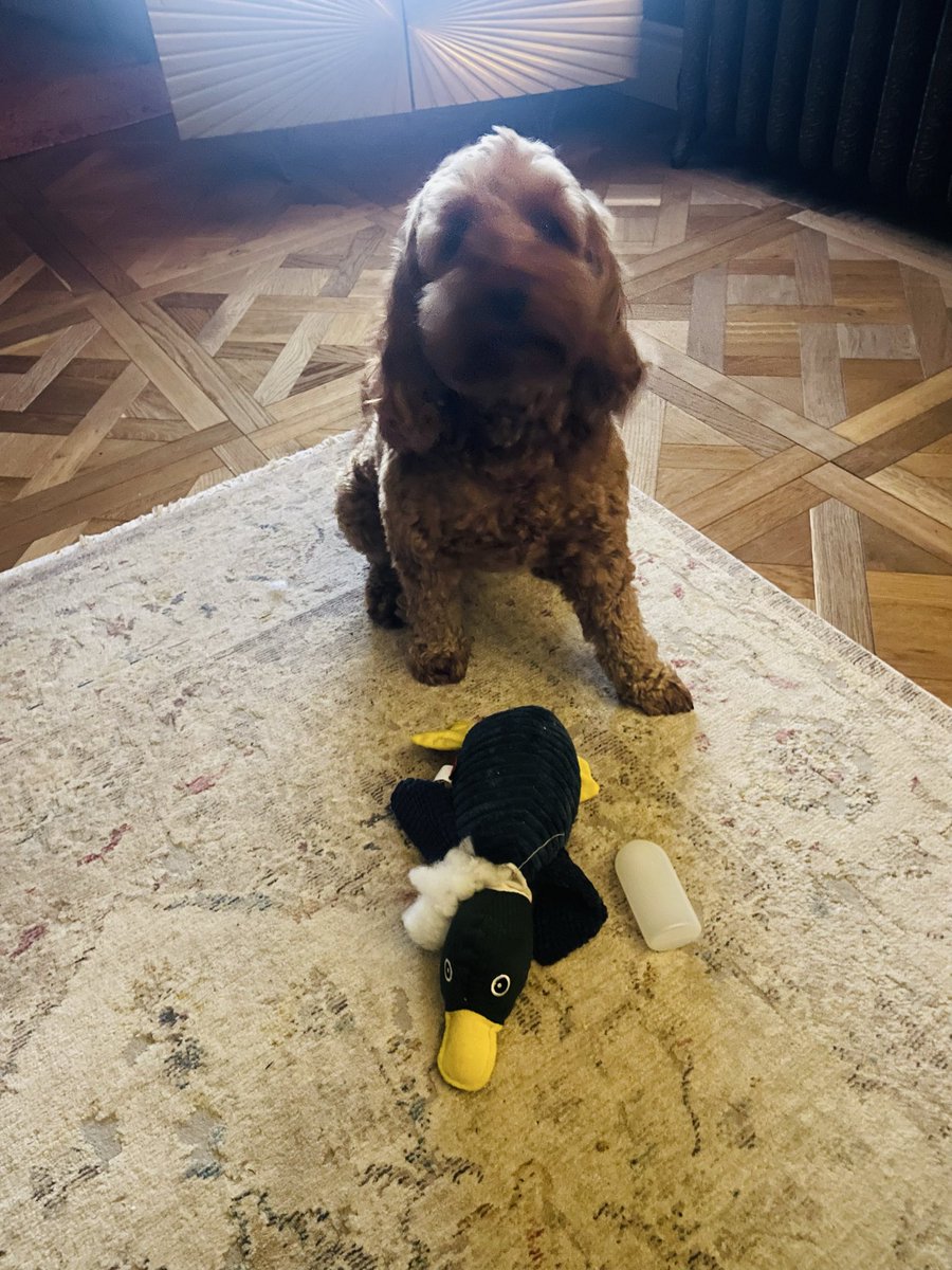 BrendivaCP's tweet image. (Cough cough- nouncment!) Ladies and gentlemen I am now Dr Brenda- i has just performed me first squeakyoctomy! #dogs #drdog