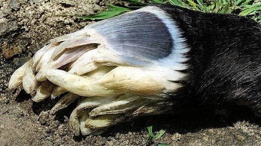 Cabrito ⛧ tweet media