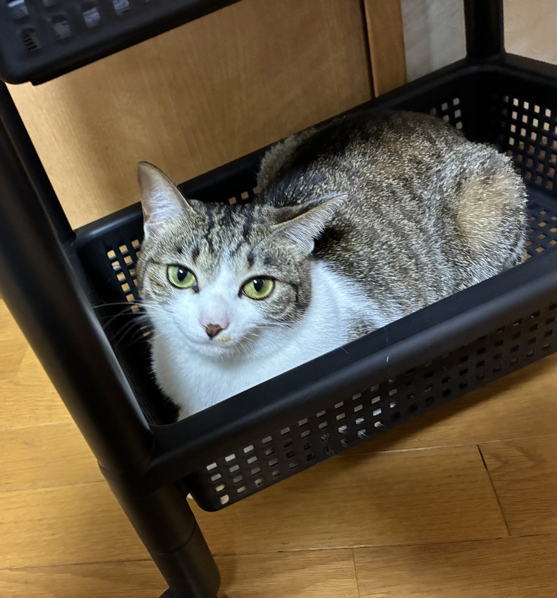 のんちゃん tweet media