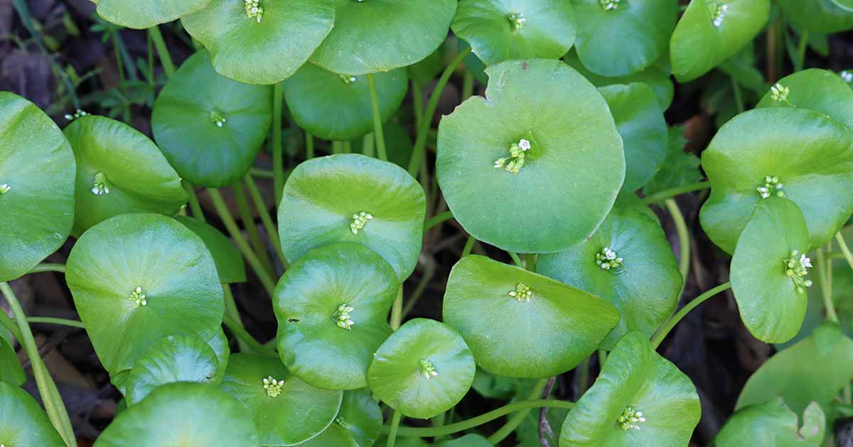 Gardeners_Path_'s tweet image. How to Plant and Grow Miner's Lettuce (Claytonia) - Miner's lettuce is a nutritious, delicious green that's perfect for cool-weather gardening. Learn how to plant and grow claytonia now on Gardener's Path. #gardening #foraging #gardeningtips gardenerspath.com/plants/vegetab…