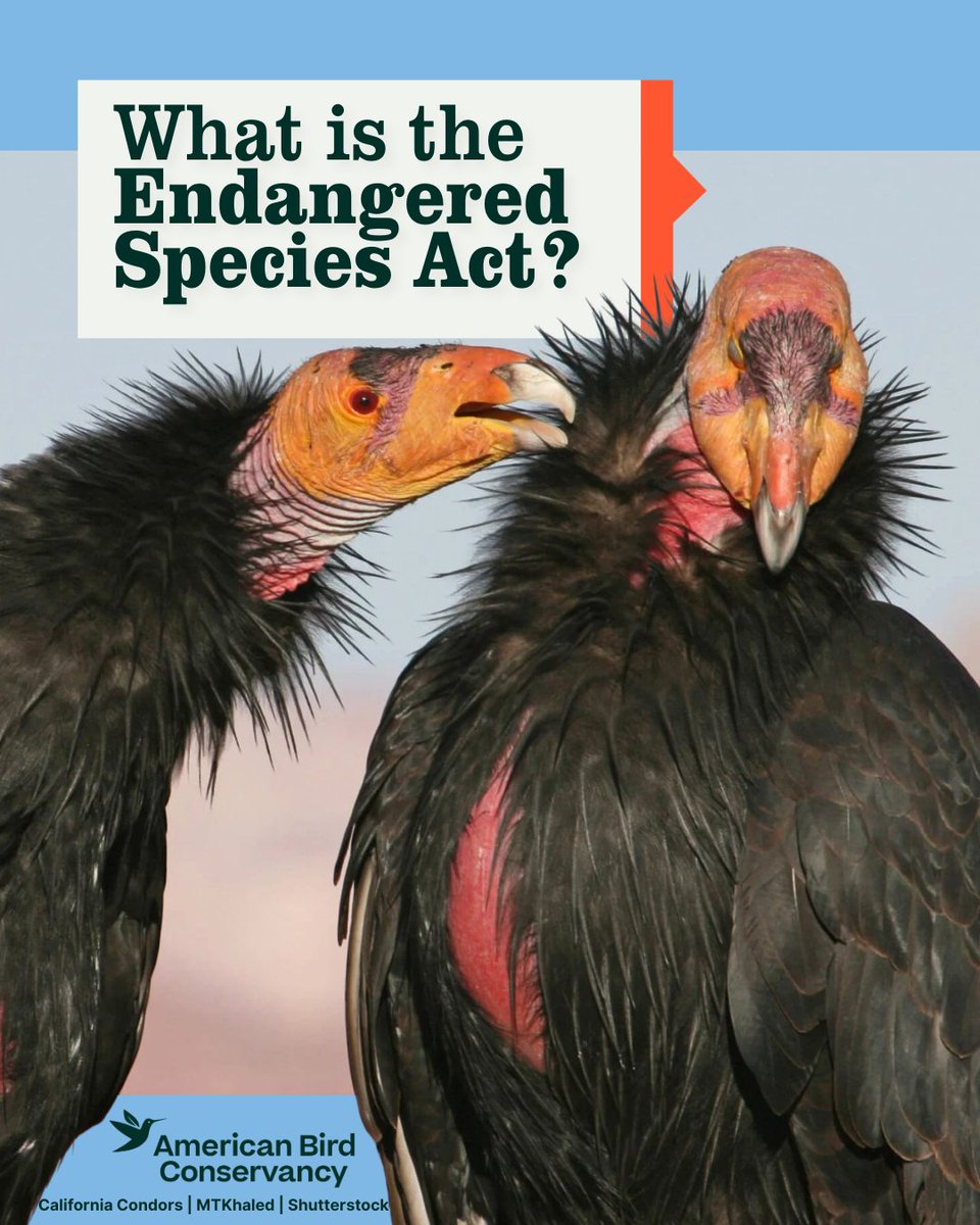 American Bird Conservancy tweet media