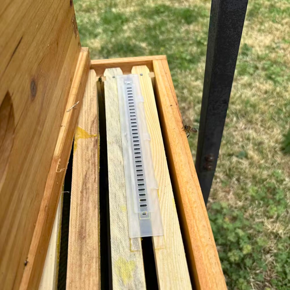 FoxhoundBeeCo's tweet image. Sometimes the best solutions are the simplest ones 🐝
 
The Foxhound Reusable Small Hive Beetle Trap is a simple way to control small hive beetles. It's also "very easy to install," according to Rosemary Nelson.
 
Shop here: bit.ly/47kmkNJ
 
#foxhoundbeeco #beekeeping