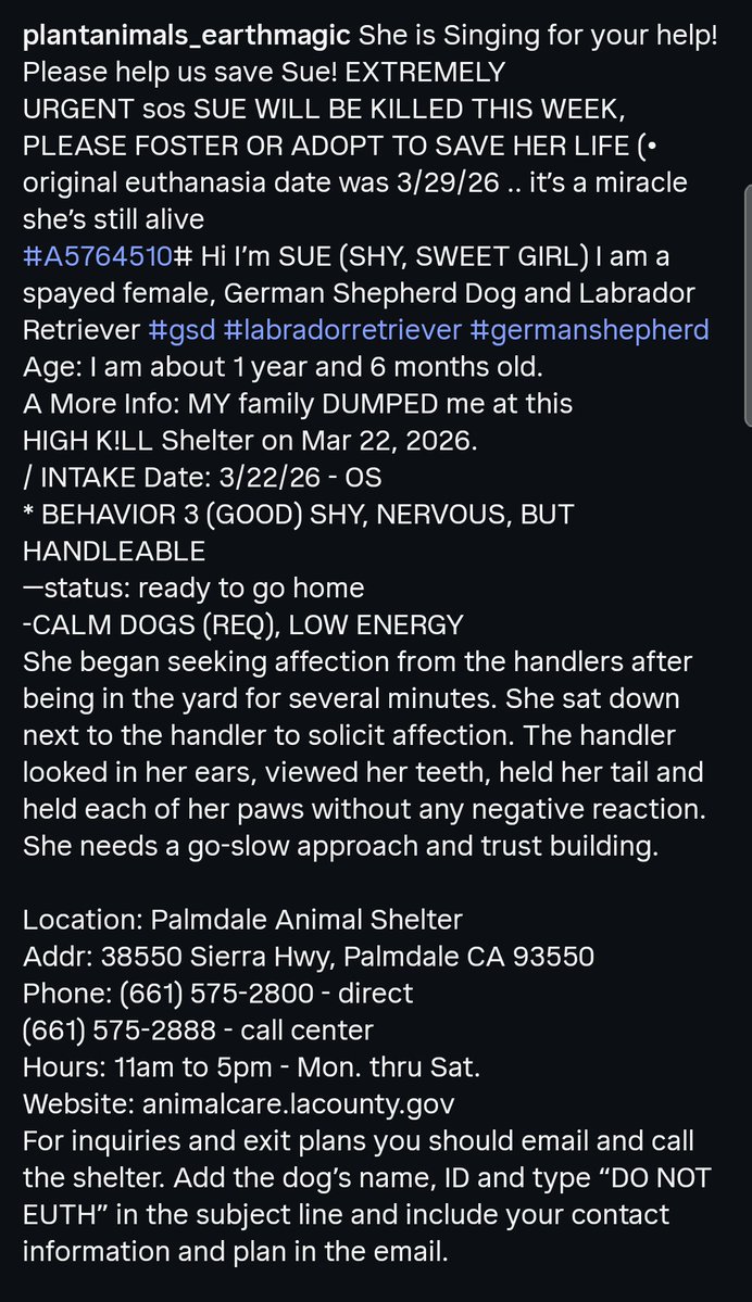 8415_n's tweet image. SUE #A5764510
1½yo.#labrador #gsd mix #labradorretriever #germanshepherd
Being locked up &amp;amp; desperate in helplessness, some dogs bark at a wall 24/7. Some are running in circles. Sue sings.
Behavior score 3️⃣= good: She's nervous, shy, but handable. Needs time to trust. #Palmdale