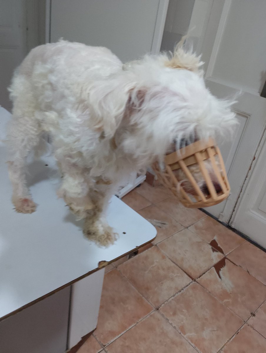 AYUDA PARA REBECA LA PATEARON Y LE FRACTURARON LA PATITA ❤️‍🩹
TENEMOS QUE OPERARLA Y TENEMOS QUE JUNTAR $600 MIL PESOS HOY LE HICIERON EL PRE QUIRÚRGICO!
ESTA CON CALMANTES TIRA A MORDER TIENE MIEDO A TODOS  
🙌ALIAS PATITASBUDGE 
🙌ALIAS PATITASBUDGEOK 
MAGDALENA CACERES