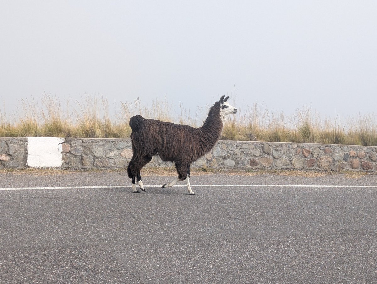 🐦‍🔥 Gus 🏴‍☠️ tweet media