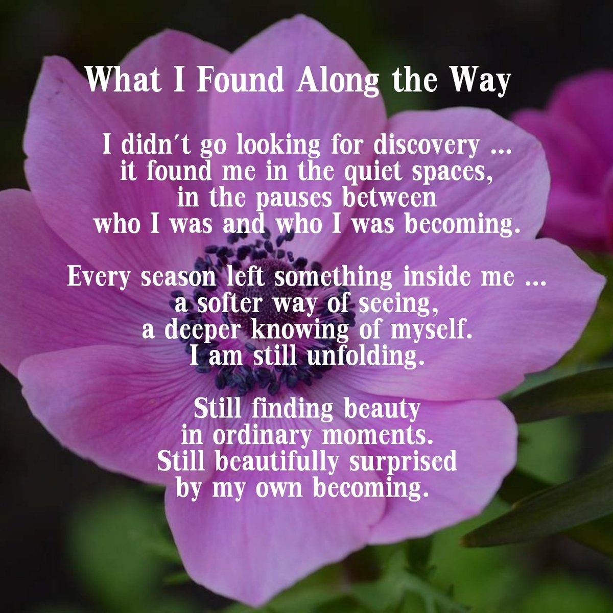 AWillbrandt1047's tweet image. What I Found Along the Way... 🌸
#quotes