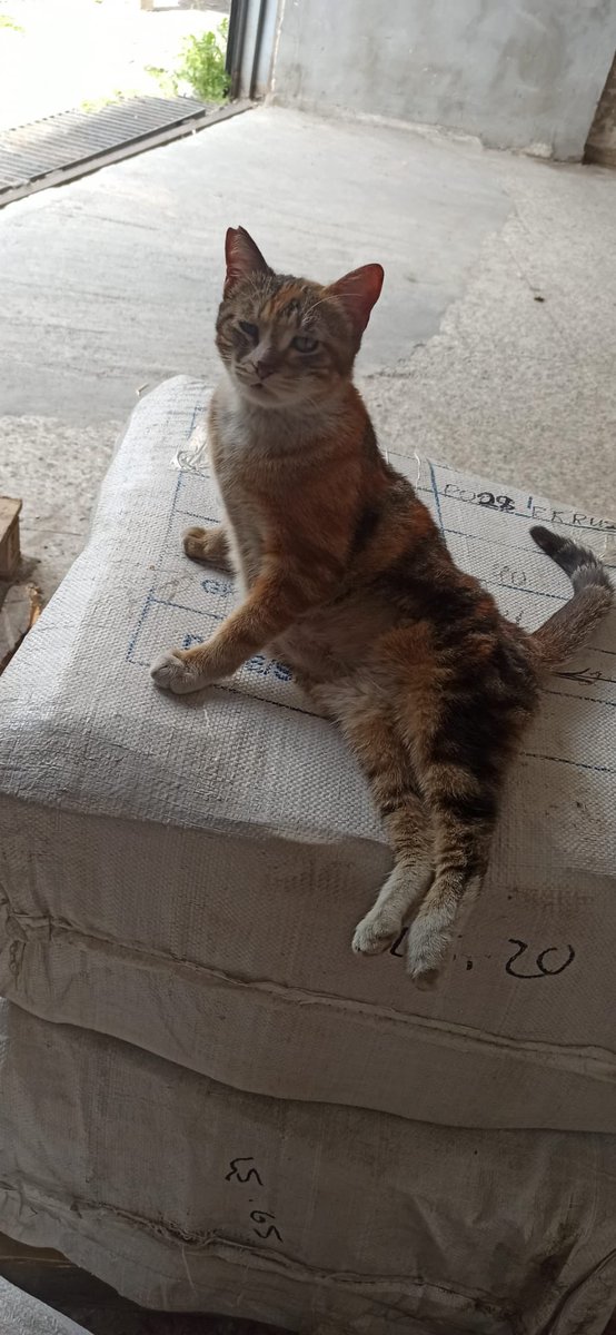 AnnoyedAndMoody's tweet photo. Merhaba, ben gariban engelli bi kediyim, böyle yamuk oturuyorum, bi iş yerinde yaşıyorum, çok garibanım. Yaşam standartlarım daha iyi olsa diyorum, gelip beni sevsen diyorum, beni evine götürsen diyorum. Sen ne dersin? İstanbul, iletişim: 0532 630 10 94. https://t.co/WgtzyP893R