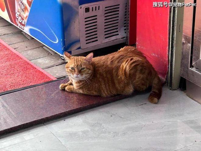 jose alberto tweet media