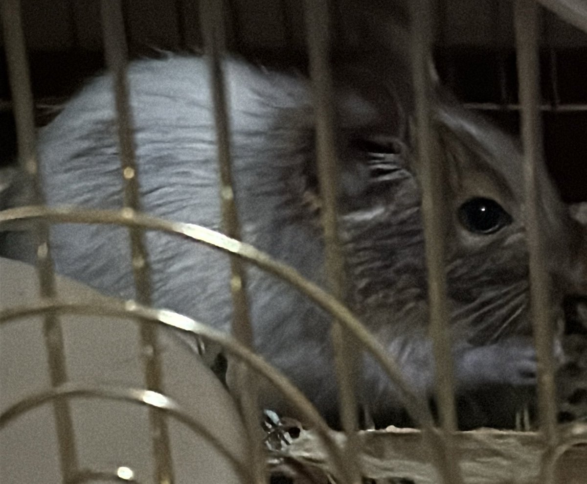 ᥫᩣ ơ̟̤̖̗͖͇̍͋̀͆̓́͞͡😈ơ̟̤̖̗͖͇̍͋̀͆̓́͞͡ᥫ᭡፝֟፝֟♡꙼̈ tweet media