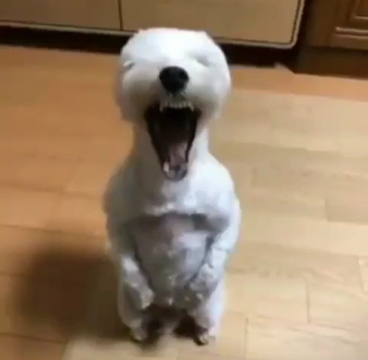 ricostilla_x tweet media