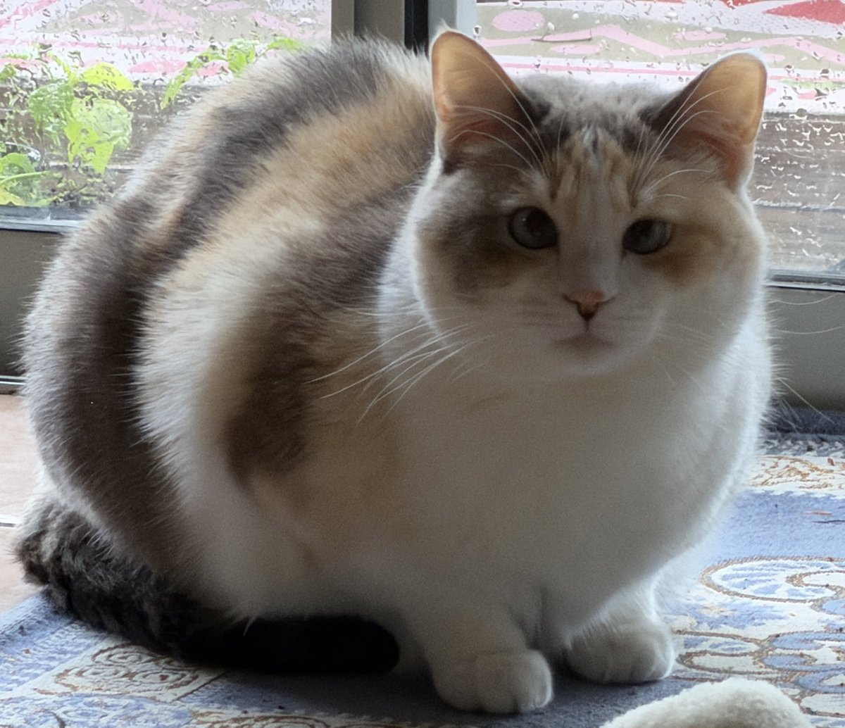 Panko A. Cat’s Mom tweet media