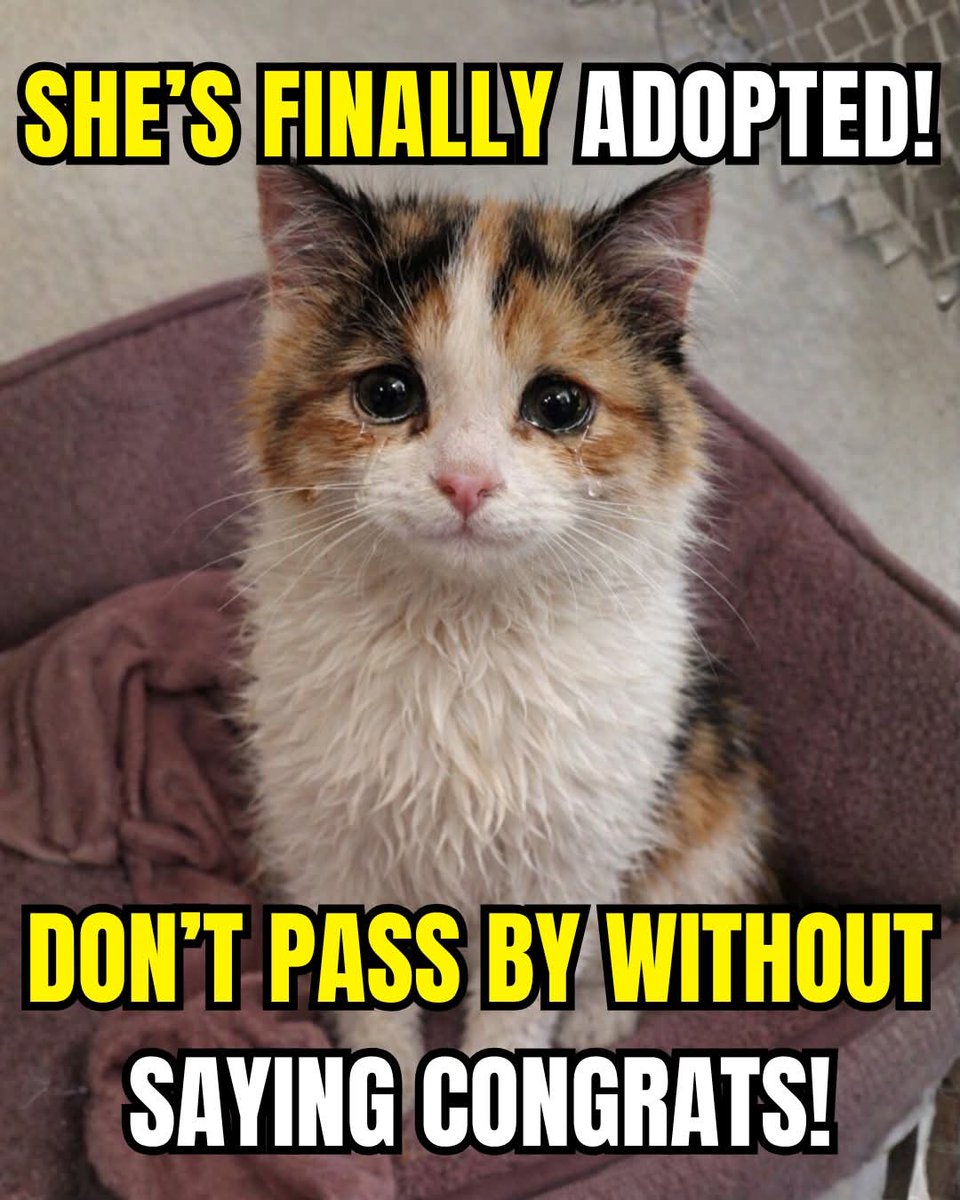 Cute Cats 🐱 tweet media