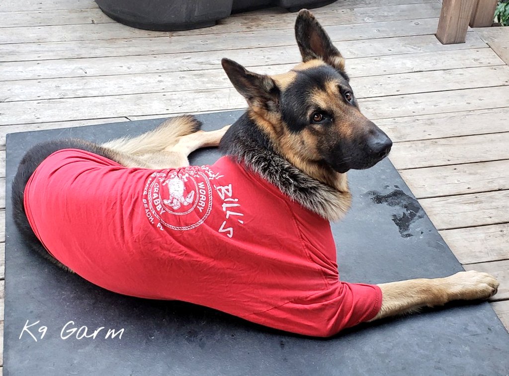 K9Garm tweet media