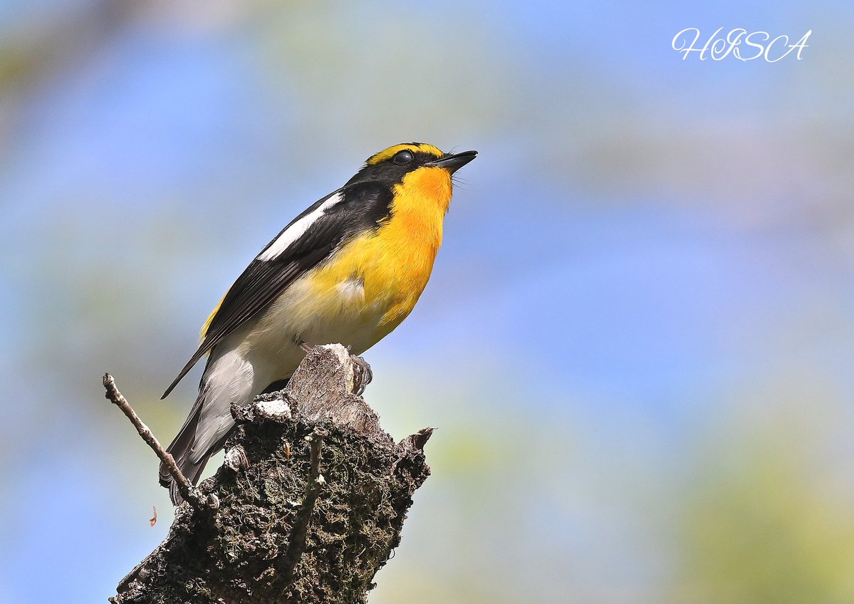 HISA@PHOTO📸 tweet media