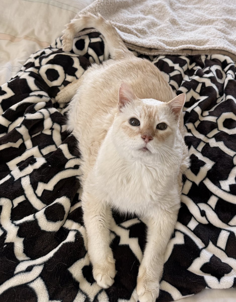 TuffyCat's tweet image. I love you! ❤️😻❤️ Also, there’s a spider on the ceiling. #cat