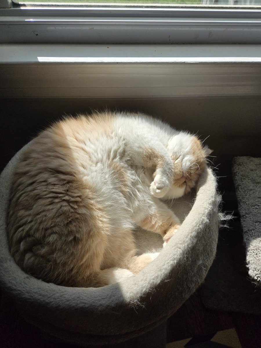 King Mishmish and Prince Simsim tweet media