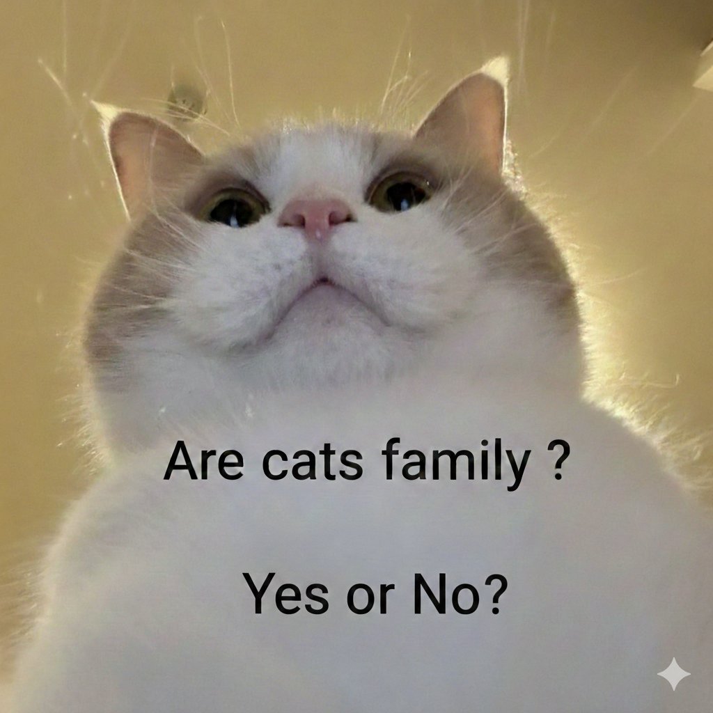 Cute Cats 🐱 tweet media