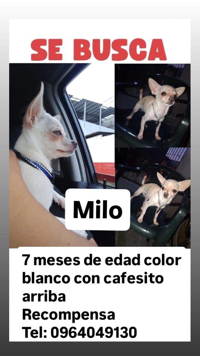 Alerta me perdi tweet media