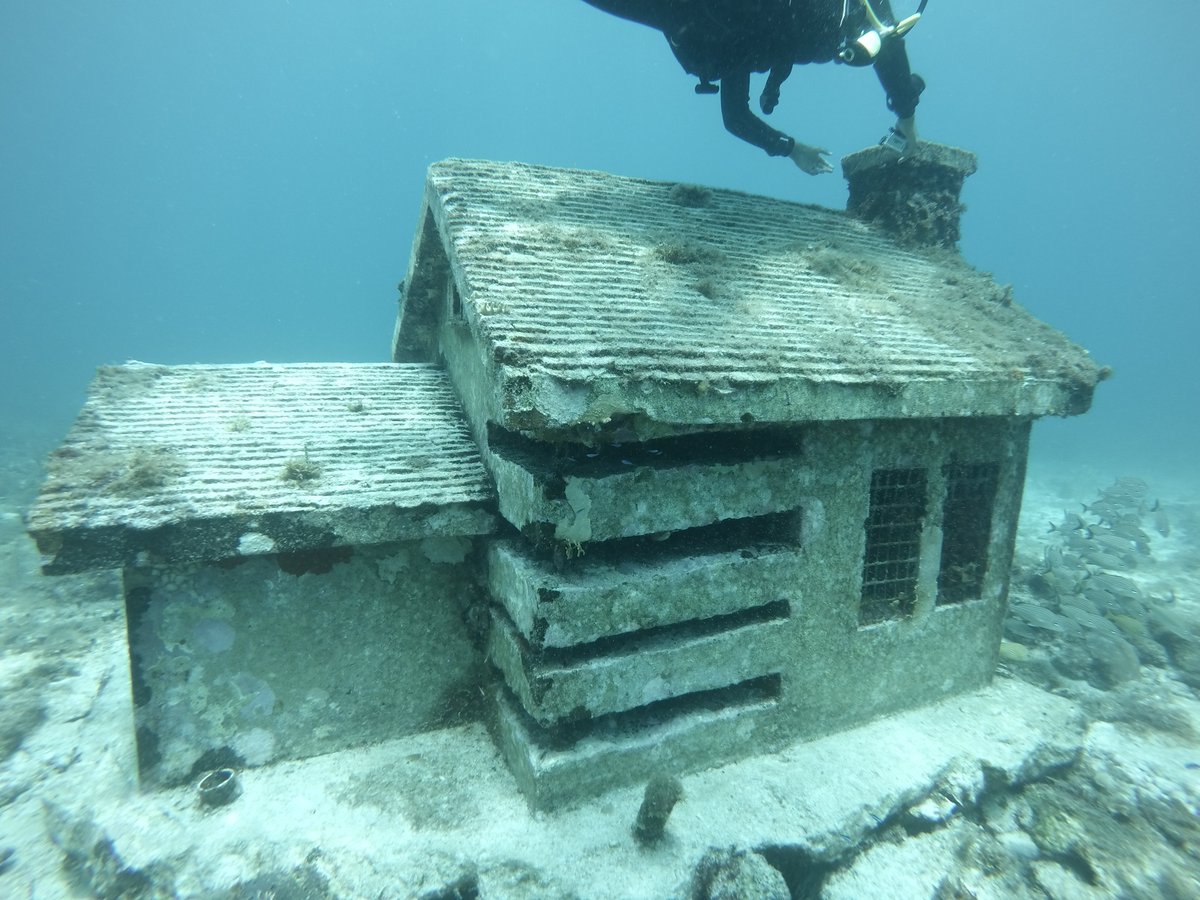 Ecotours2015's tweet photo. Snorkel Adventure + Isla Mujeres 🥰🌴☀️

Crystal-clear water, 3 epic snorkel spots: 
Manchones Reef🐠🐬🐡 
MUSA - Under water Museum 🏛️🏊‍♀️✨   
El Faro  🐟🦞🐙🐡
Beach time, fresh ceviche lunch  & free time in Isla Mujeres!
Pure ocean magic 🌊🌟✨🌴

 #IslaMujeres #SnorkelingMexico