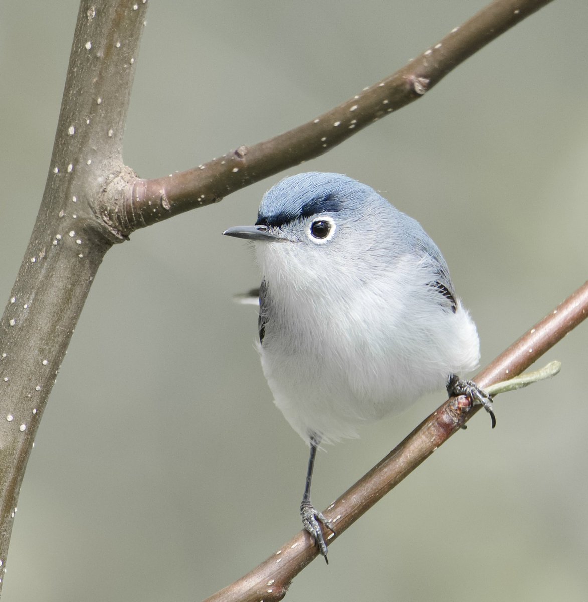 RoppityPhotos's tweet image. If anyone has wondered if I only post #Owls or #Eagles or a couple other #Birds such as #Herons or #Hawks I don’t.  Here’s a Blue Gray Gnatcatcher at a local park.  😳 #BirdPhotography