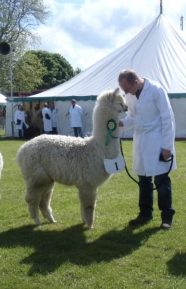 Barnacre Alpacas tweet media