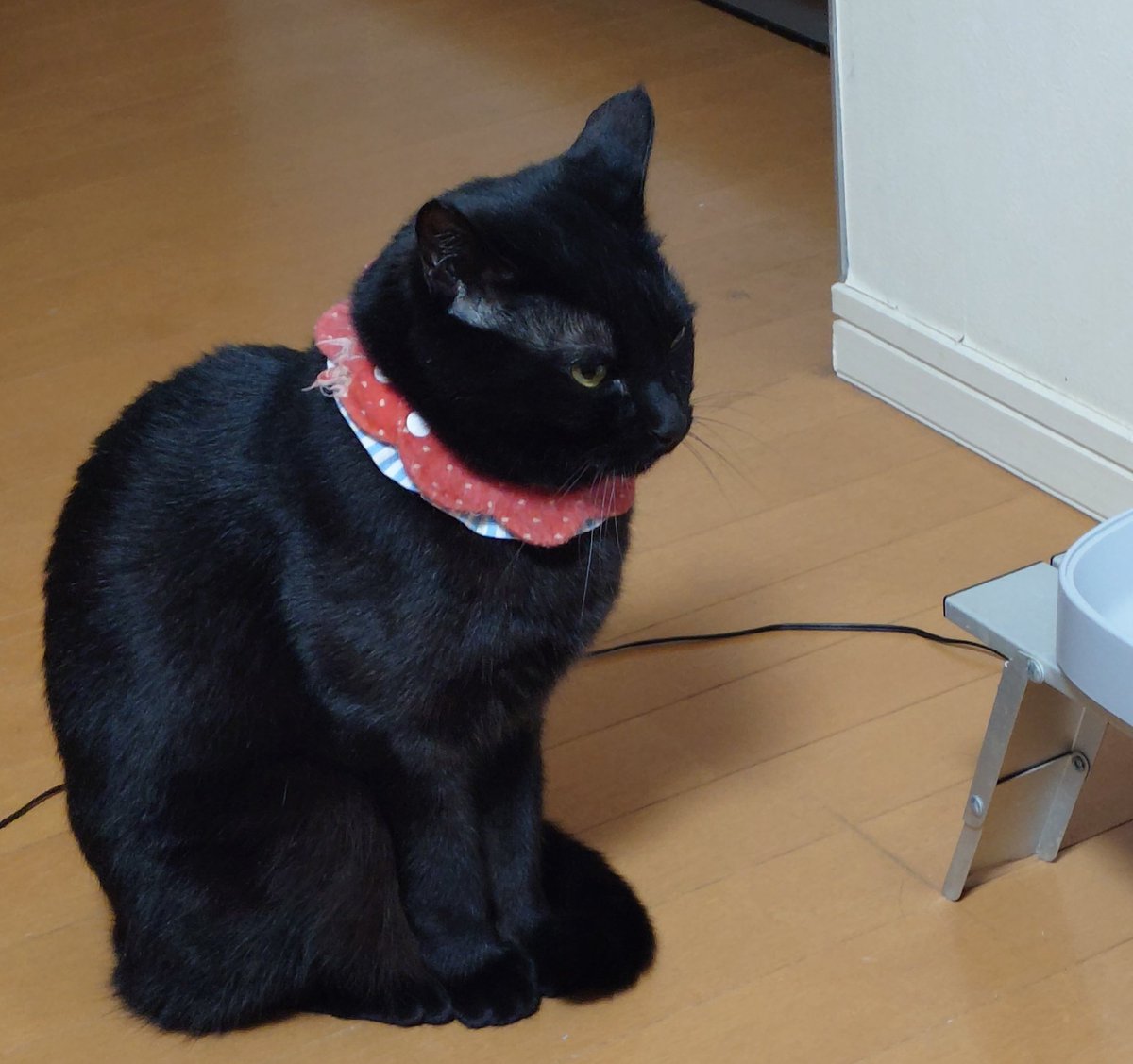 びんごぼんご tweet media