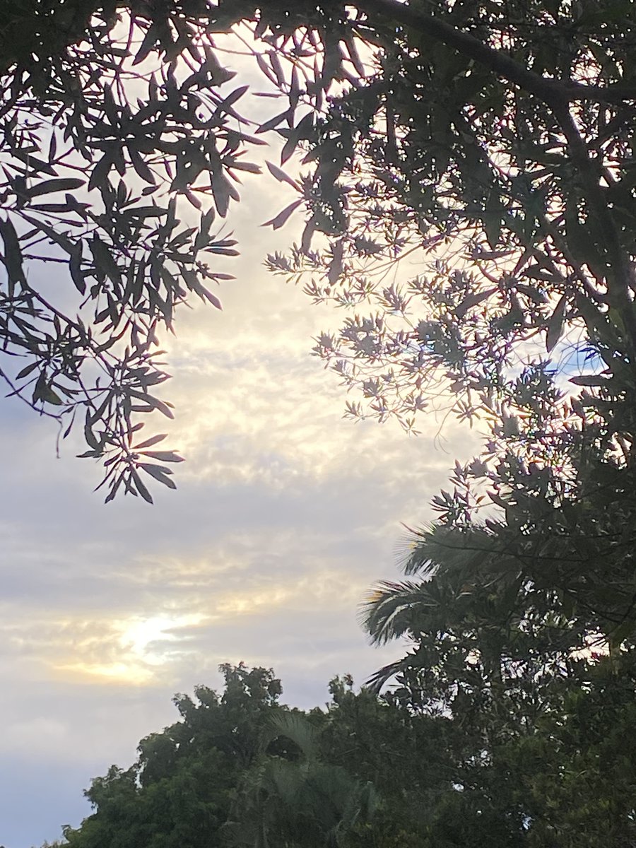 JeaneneHyles's tweet image. the plants might be happy with a few sprinkles today - it has been dry!

#goldcoast