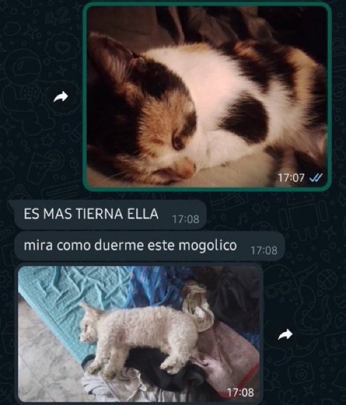 gente chamuyando tweet media
