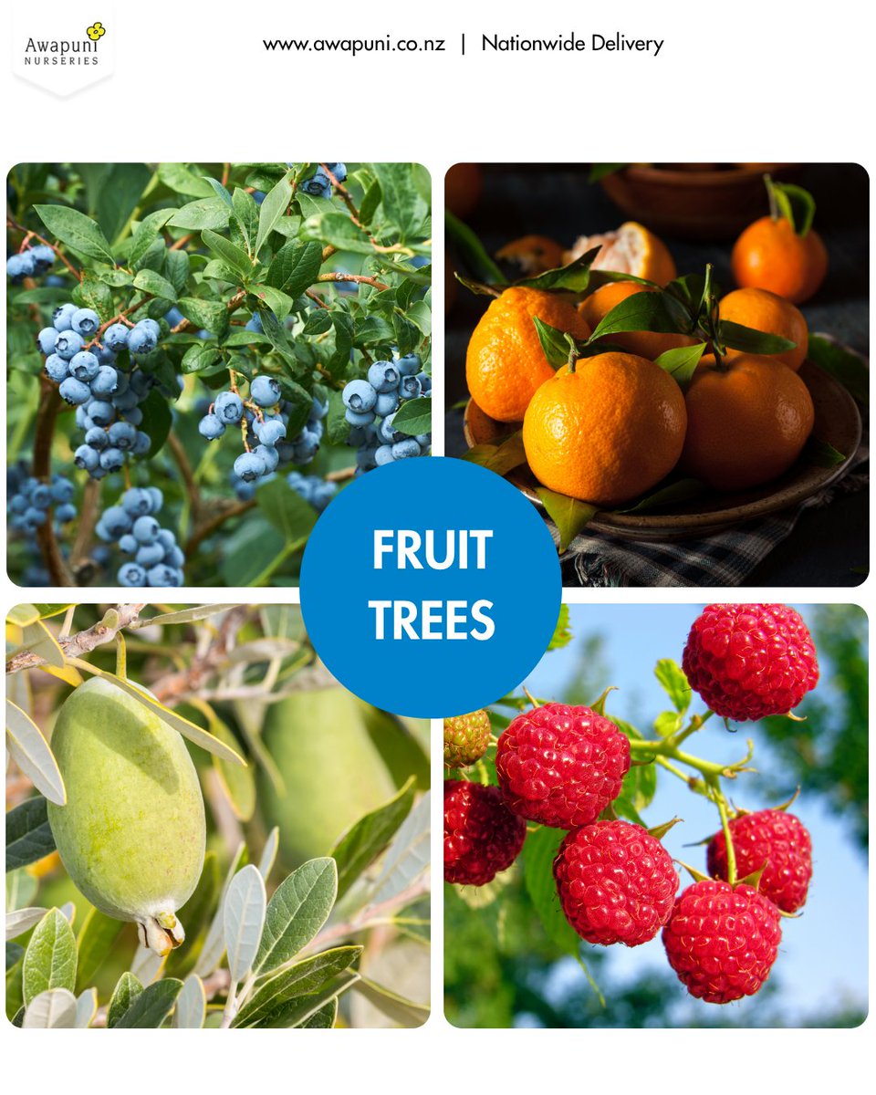 Grow_Awapuni's tweet photo. Our fruit trees are back: feijoa, blueberries, boysenberries, currants, raspberries, mandarins and oranges!  It’s a great time to plant now and start building a beautiful edible garden that brings shade, fresh fruit, and plenty of healthy treats. https://t.co/DAC0dW730g https://t.co/WoOPQcZRzs