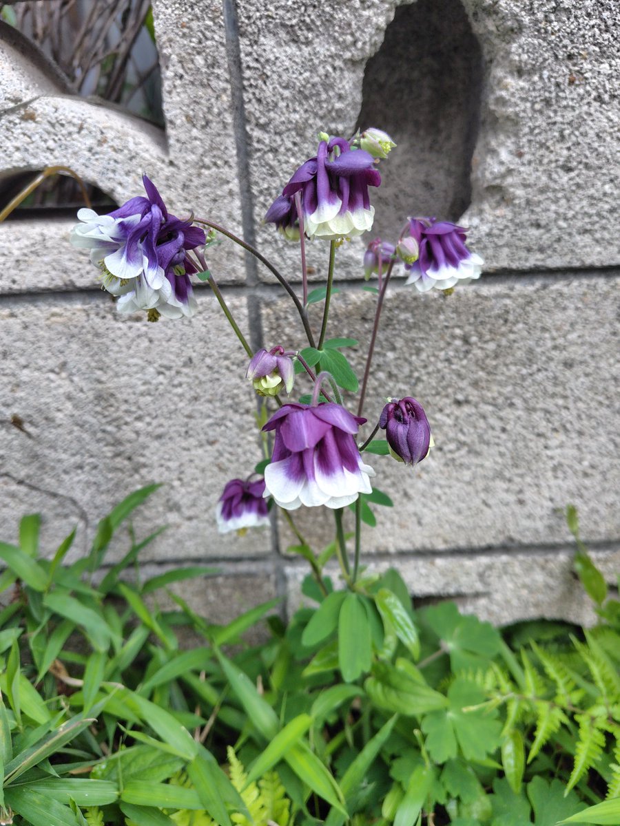 菊次郎 tweet media