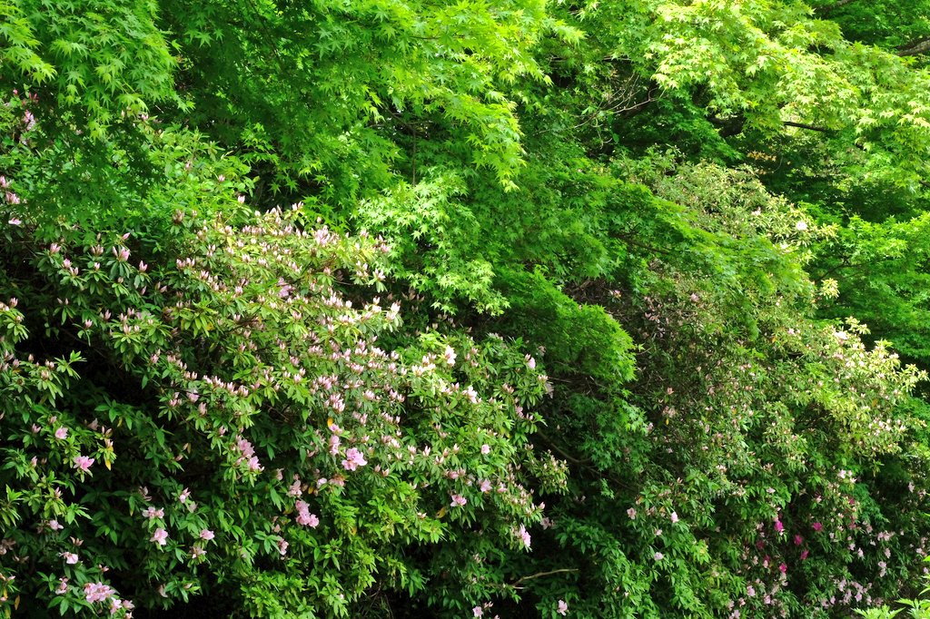 a6065kmfka_ok's tweet image. おはようございます

篠栗八十八ヶ所札所巡りの初夏
行程三里 晴れ
昨日の休みは札所を巡りました。風は爽やかですが日差しは夏の暑さです。
①南蔵院駅のツツジとシャクナゲが綺麗でした。
②ウツギ
③咲き始めたノイバラ。
新緑が美しい初夏のへんろ道でした。

#photo #キリトリセカイ