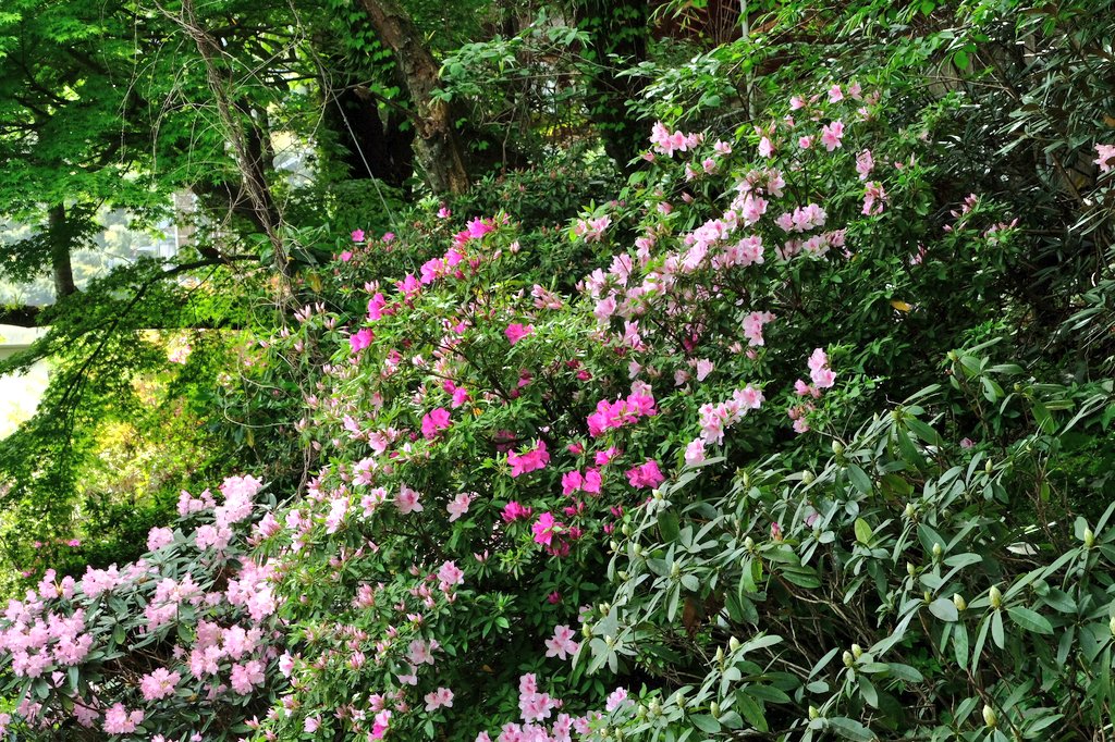 a6065kmfka_ok's tweet image. おはようございます

篠栗八十八ヶ所札所巡りの初夏
行程三里 晴れ
昨日の休みは札所を巡りました。風は爽やかですが日差しは夏の暑さです。
①南蔵院駅のツツジとシャクナゲが綺麗でした。
②ウツギ
③咲き始めたノイバラ。
新緑が美しい初夏のへんろ道でした。

#photo #キリトリセカイ