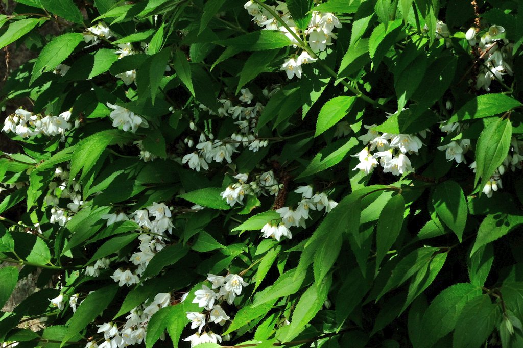 a6065kmfka_ok's tweet image. おはようございます

篠栗八十八ヶ所札所巡りの初夏
行程三里 晴れ
昨日の休みは札所を巡りました。風は爽やかですが日差しは夏の暑さです。
①南蔵院駅のツツジとシャクナゲが綺麗でした。
②ウツギ
③咲き始めたノイバラ。
新緑が美しい初夏のへんろ道でした。

#photo #キリトリセカイ