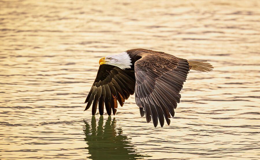 joancarroll's tweet photo. Eagle in Chilkat Eagle Preserve Alaska! https://t.co/AGzUs59h3K #eagle #flying #reflections #alaska #chilkat #baldeagle #river #Travel #travelphotography #giftideas @joancarroll https://t.co/vwAELkpw0X