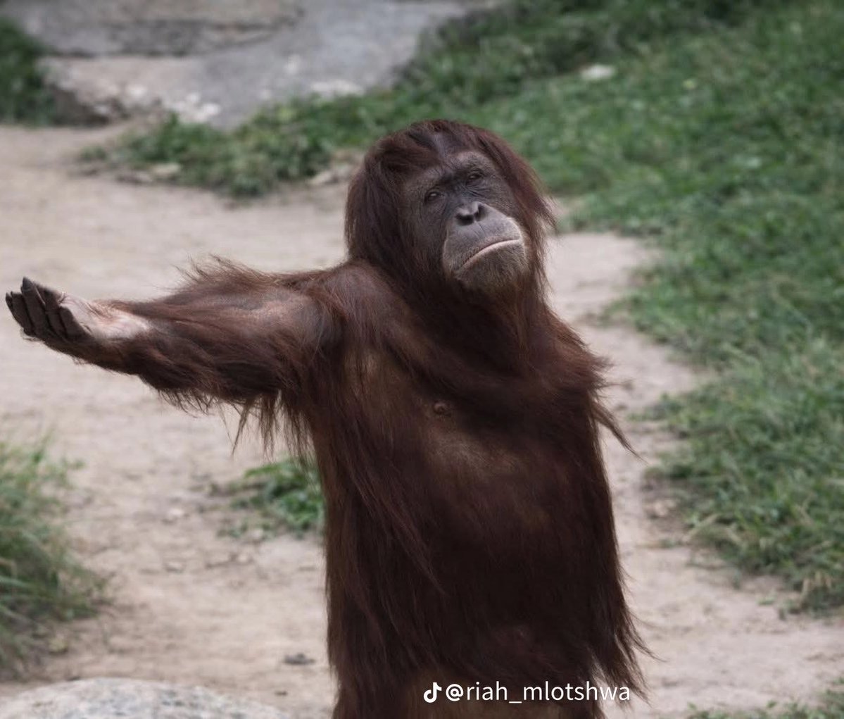 Ogone_Mo tweet media