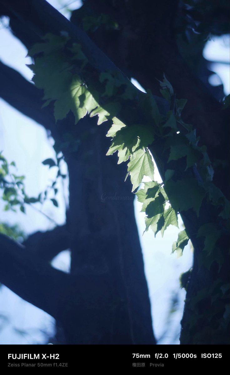 loqg78's tweet image. ちょっと寒い(c" ತ,_ತ)

#fujifilm_xseries #XH2 #Zeiss #Planar50ZE #ノスタルトーン