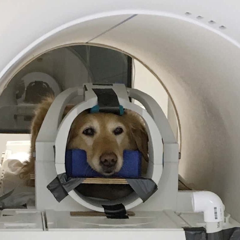 EnsedeCiencia's tweet image. 🔴 DATO | Los escáneres de resonancia magnética en perros demostraron que el centro de recompensa de su cerebro se activa más con la presencia de su dueño que con la comida u otros perros.

Básicamente, tu lomito te ama más que a su comida. 🐶 🖤