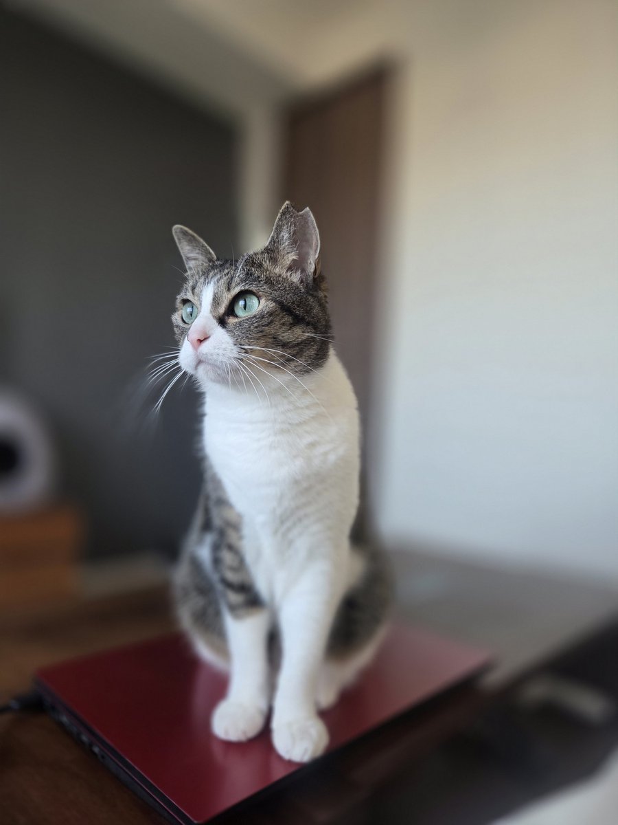 つくね tweet media