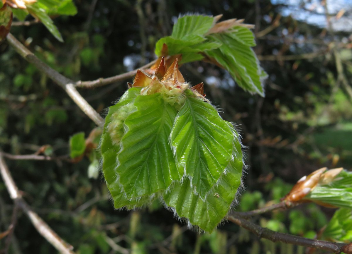 Gartenglück tweet media