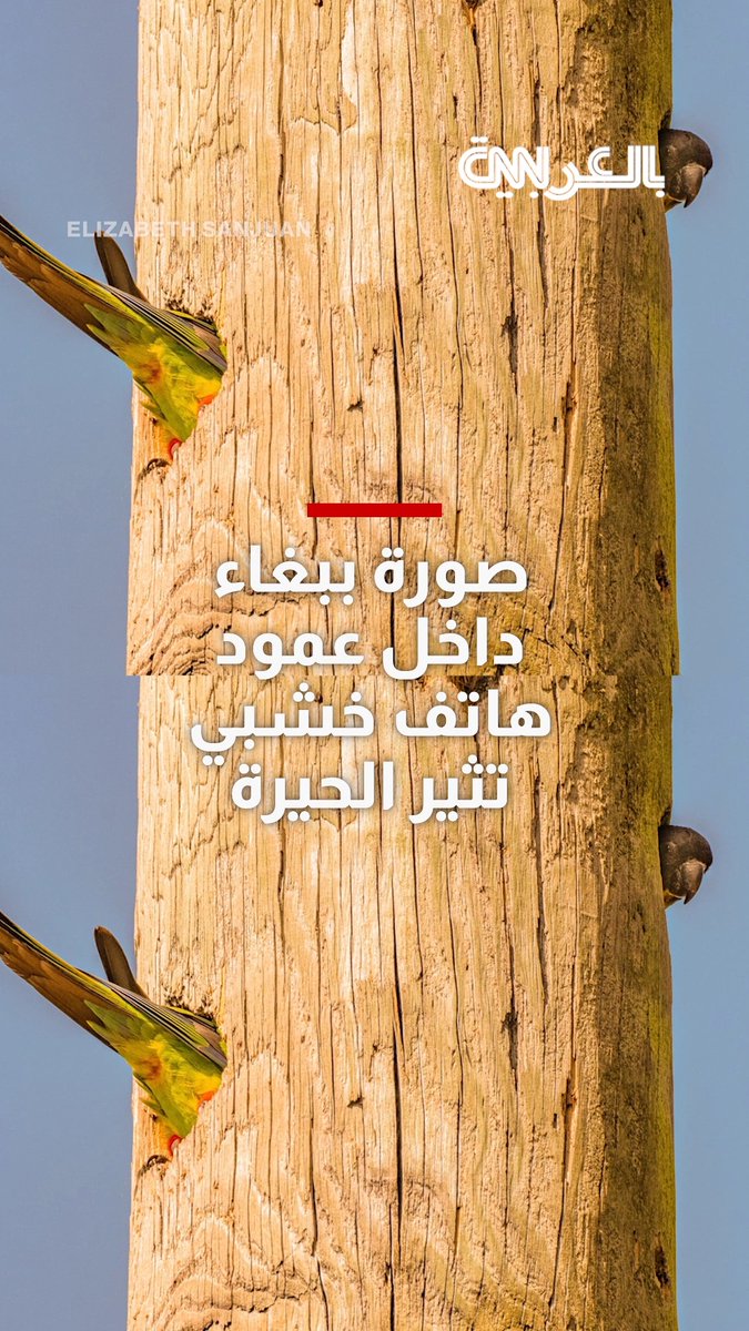 رأسه بجهة وذنبه بجهة أخرى..صورة ببغاء داخل عمود هاتف خشبي تحيّر الأشخاص 