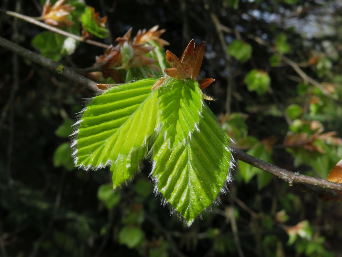 Gartenglück tweet media