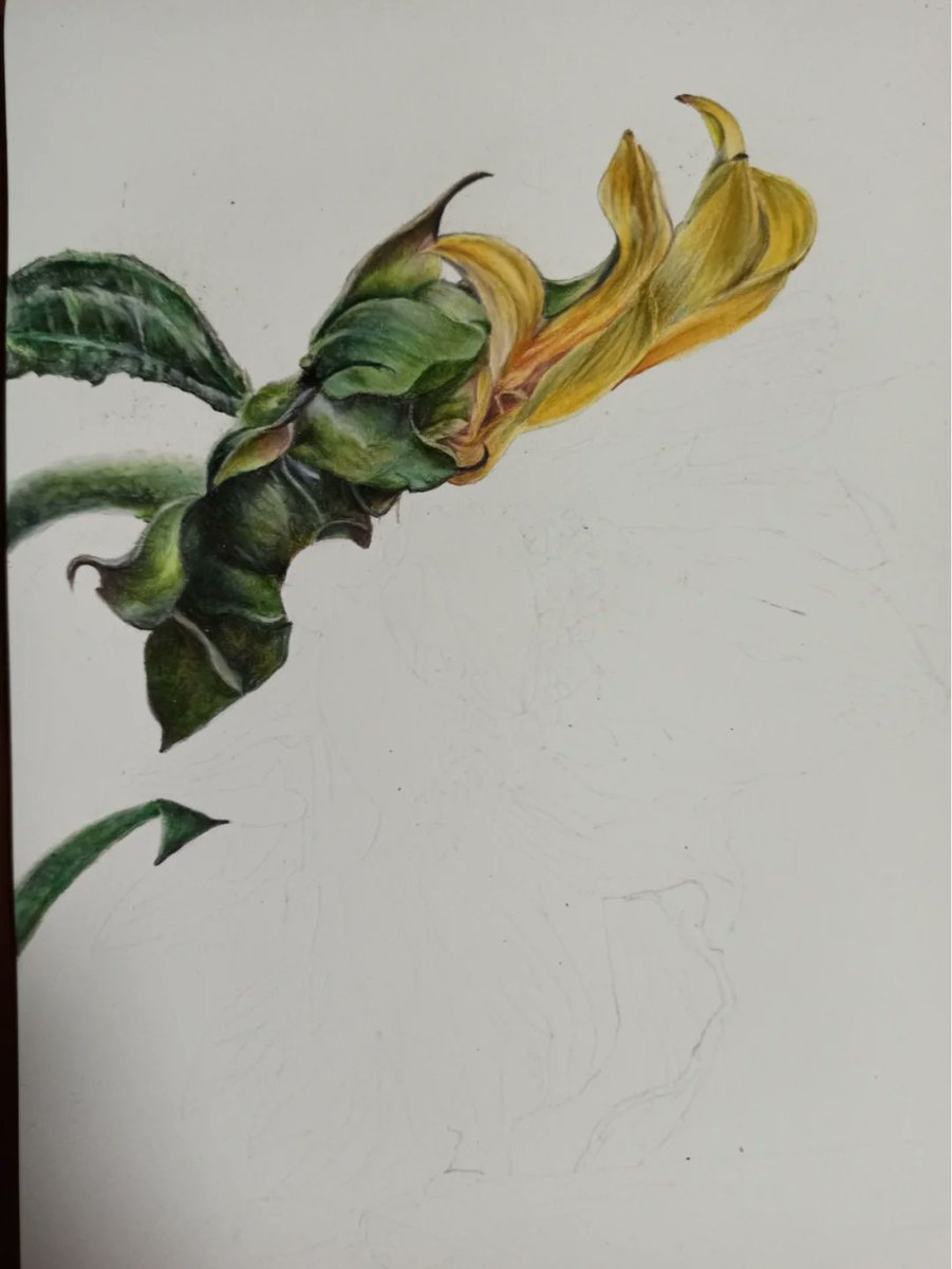 Mike Hollings tweet media