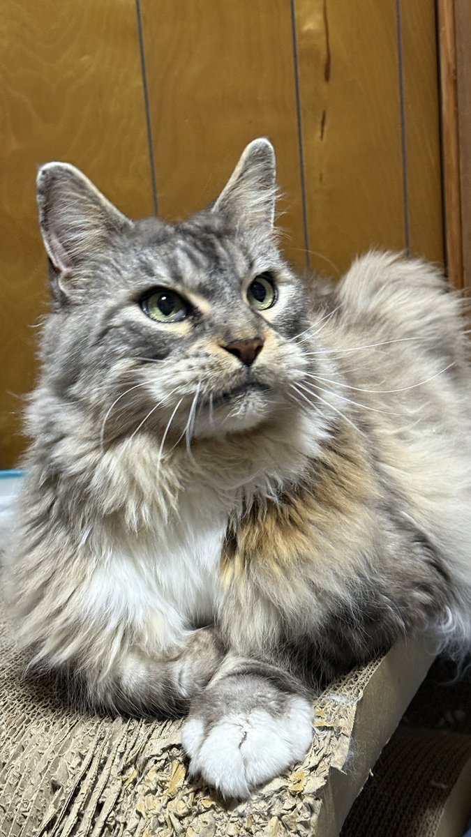 maine_coon tweet media