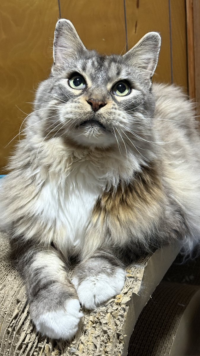 maine_coon tweet media