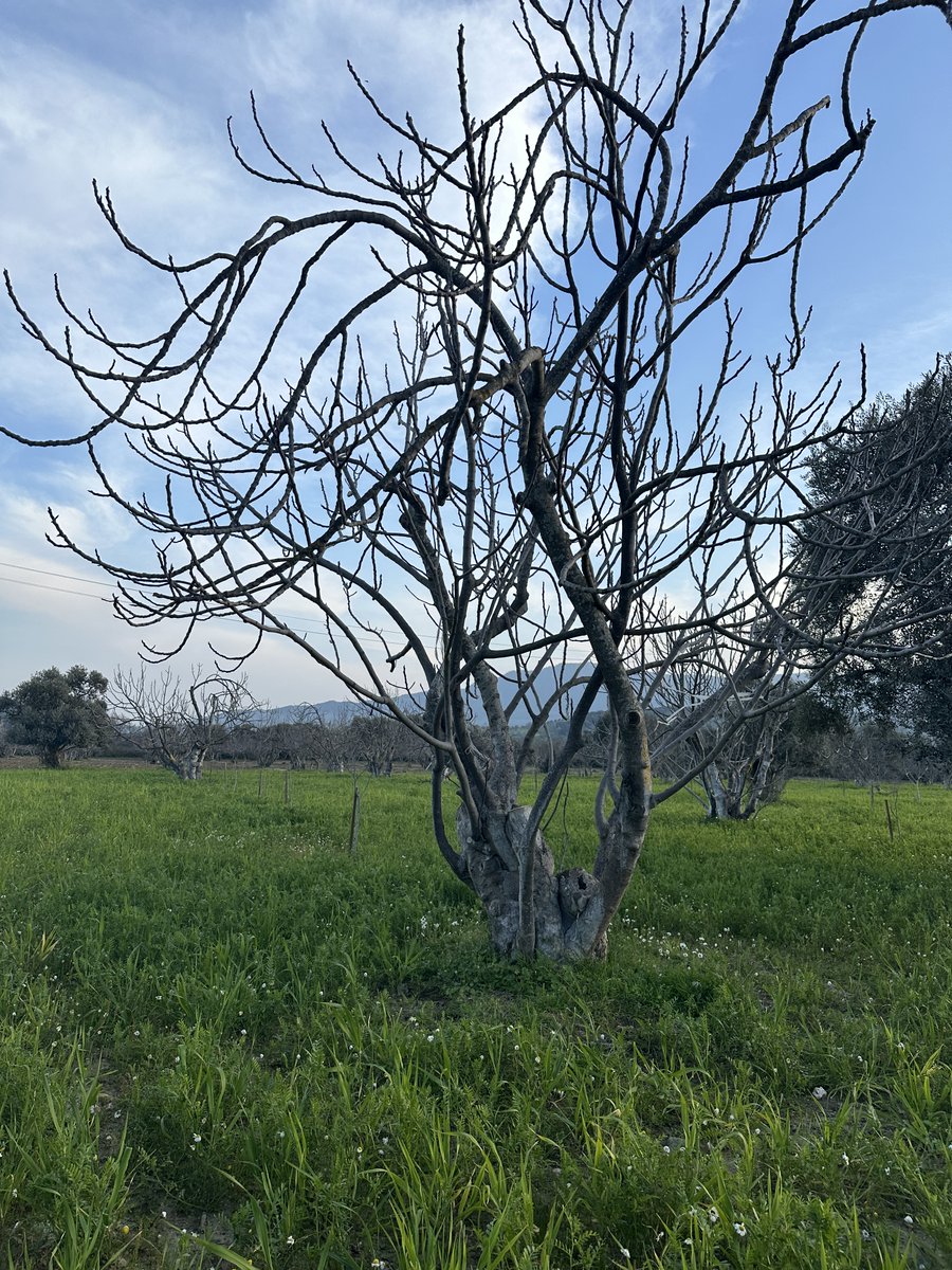 AGROFIG PRIMA tweet media