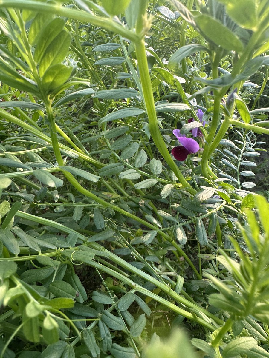 AGROFIG PRIMA tweet media